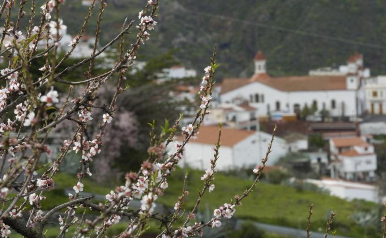 Imagen del almendro en flor en Tejeda. 