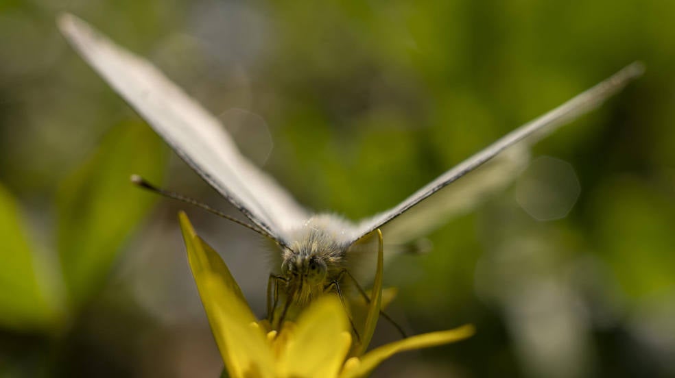 Una mariposa se alimenta en una flor en la localidad cántabra de Suances. 