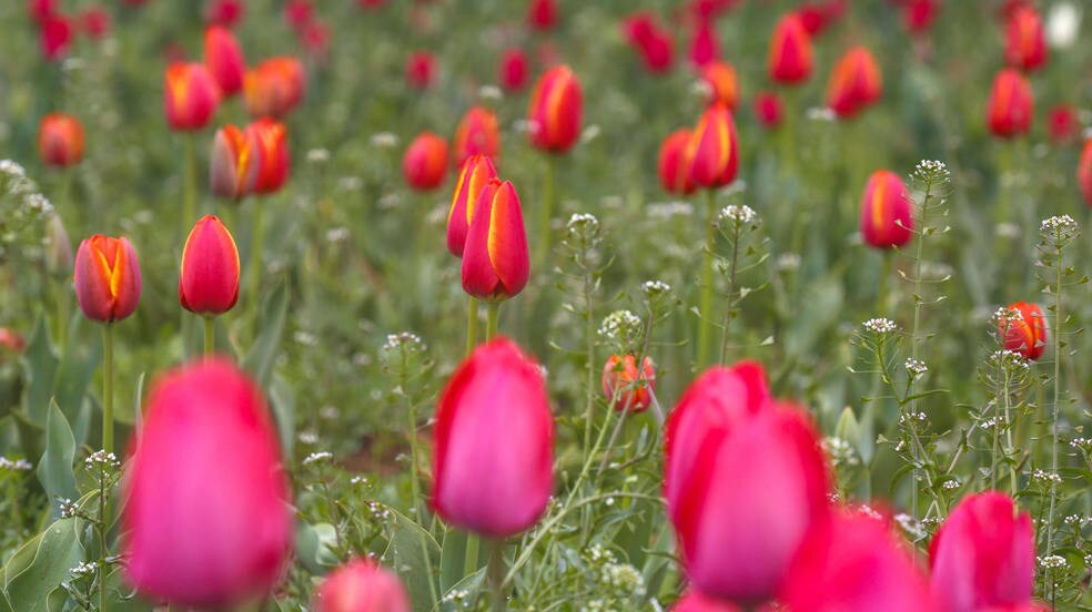 Flores de tulipán dentro del jardín de tulipanes a orillas del lago Dal, en Srinagar, la capital de verano de la Cachemira india. El segundo jardín de tulipanes más grande de Asia en Srinagar se abrirá al público el 19 de marzo de 2023. El jardín alberga 1,6 millones de flores, la mayoría de las cuales están en plena floración. 