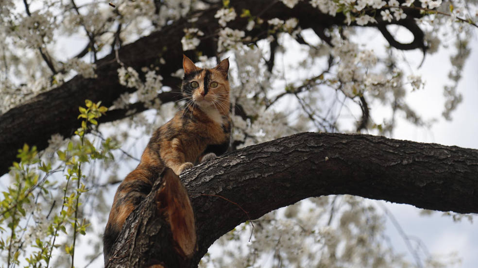 Un gato se sienta en un árbol en flor en el centro de Tbilisi, Georgia. Según los informes, las temperaturas alcanzaron los 18 grados centígrados en la capital georgiana. 