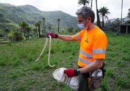 Un operario del dispositivo de control captura un ejemplar de serpiente real de California.