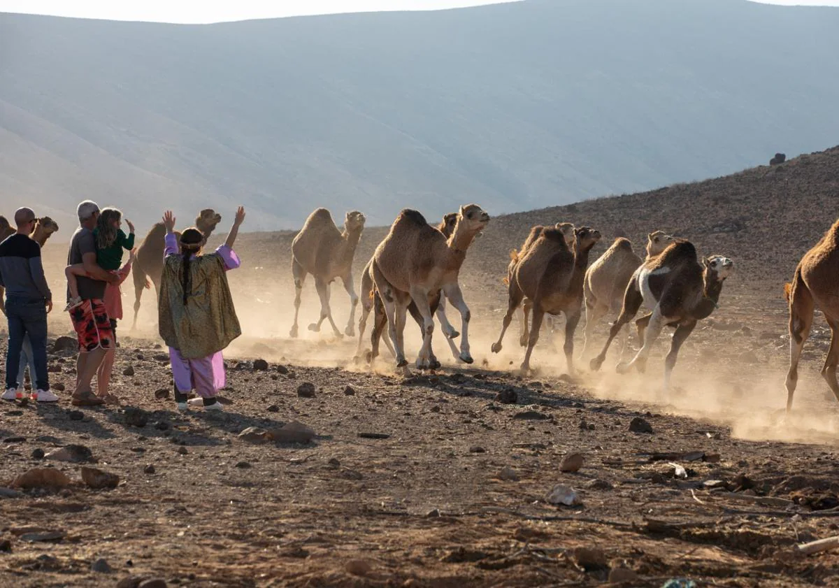 Imagen principal - Ramas verdes para los camellos de los Reyes Magos