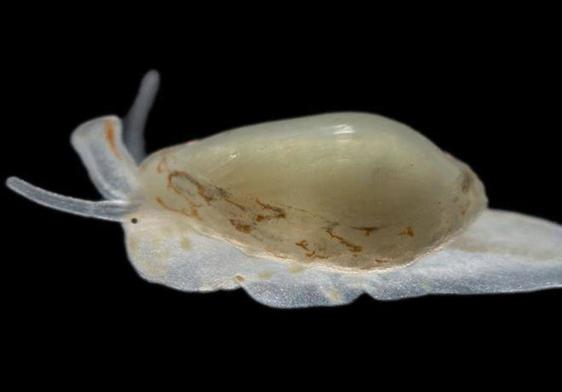 Un equipo de buzos halla en el sur de Tenerife una nueva especie de molusco marino