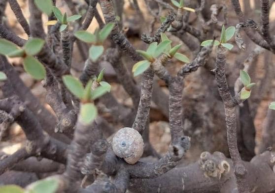 Ejemplar de caracol pintado en los alrededores de la cantera.