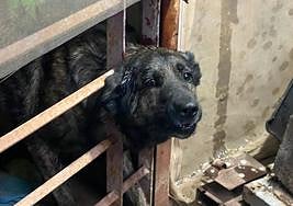 Imagen del perro atrapado.