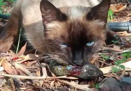 Imagen de un gato depredando un lagarto.