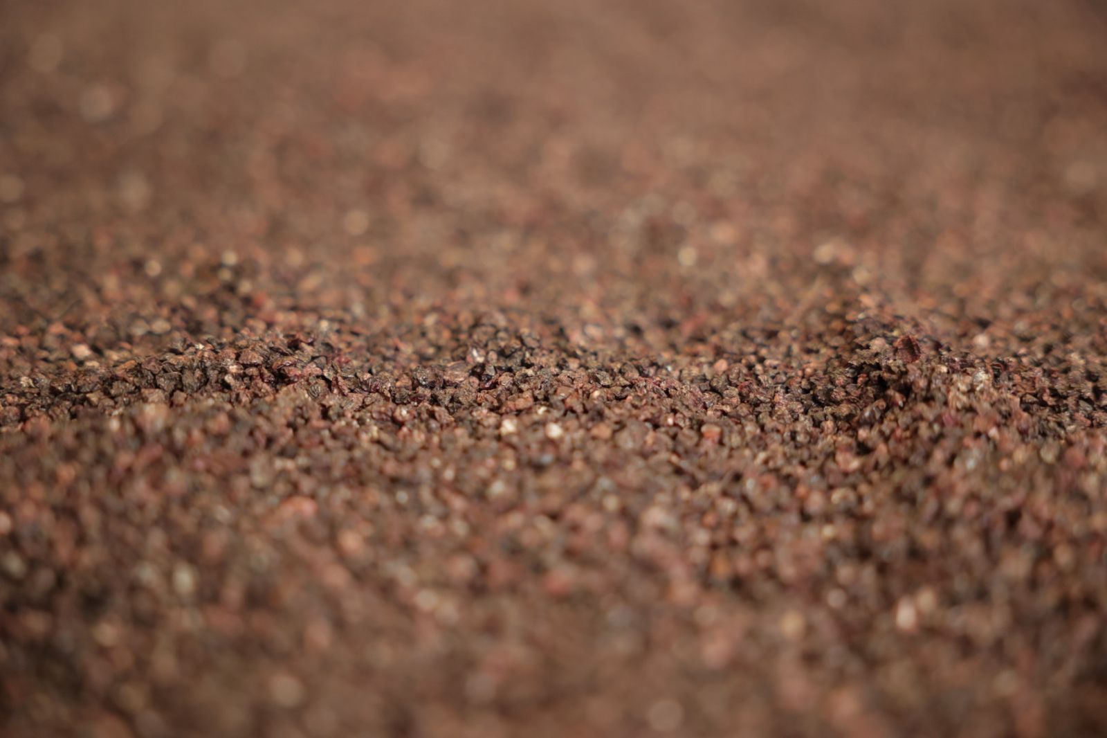 Presentación de la primera cerveza artesanal de cochinilla