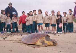Suelta de una tortuga accidentada en Playa Blanca ante 44 escolares de Educación Infantil del CEIP Puerto Cabras.