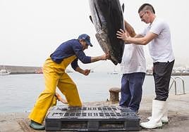 Imagen de archivo de una captura de atún rojo en Arguineguín.