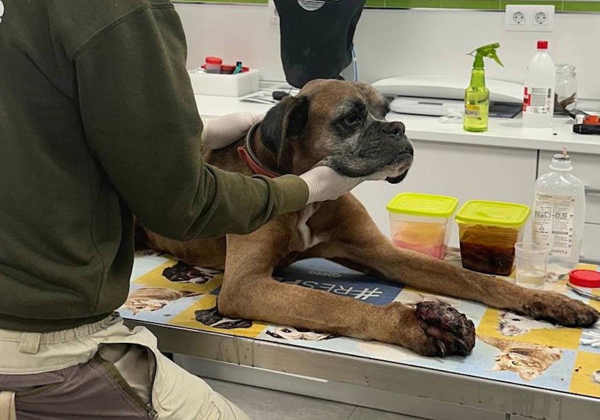 Rescatan a un perro que sufría maltrato en Arrecife