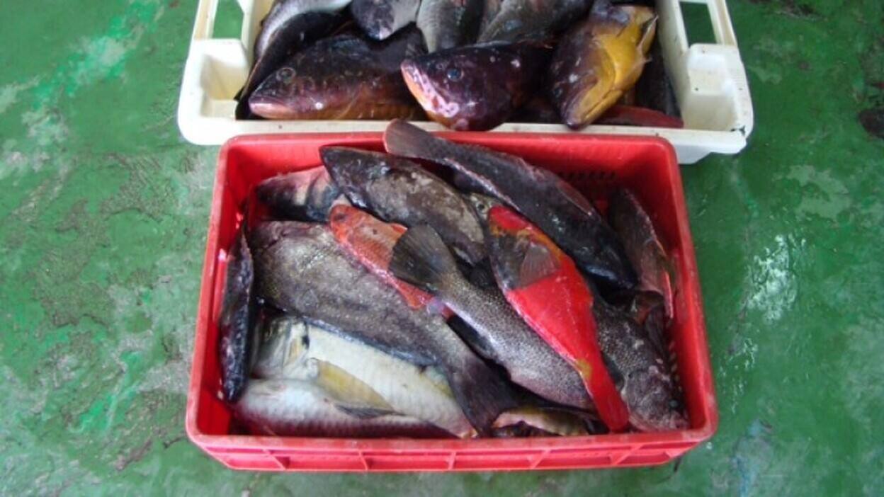 Imagen de archivo de una pesca ilegal en Gran Canaria.