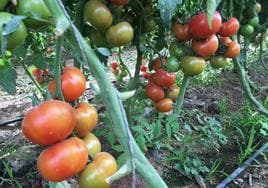 Imagen de una plantación de tomates en Gran Canaria.