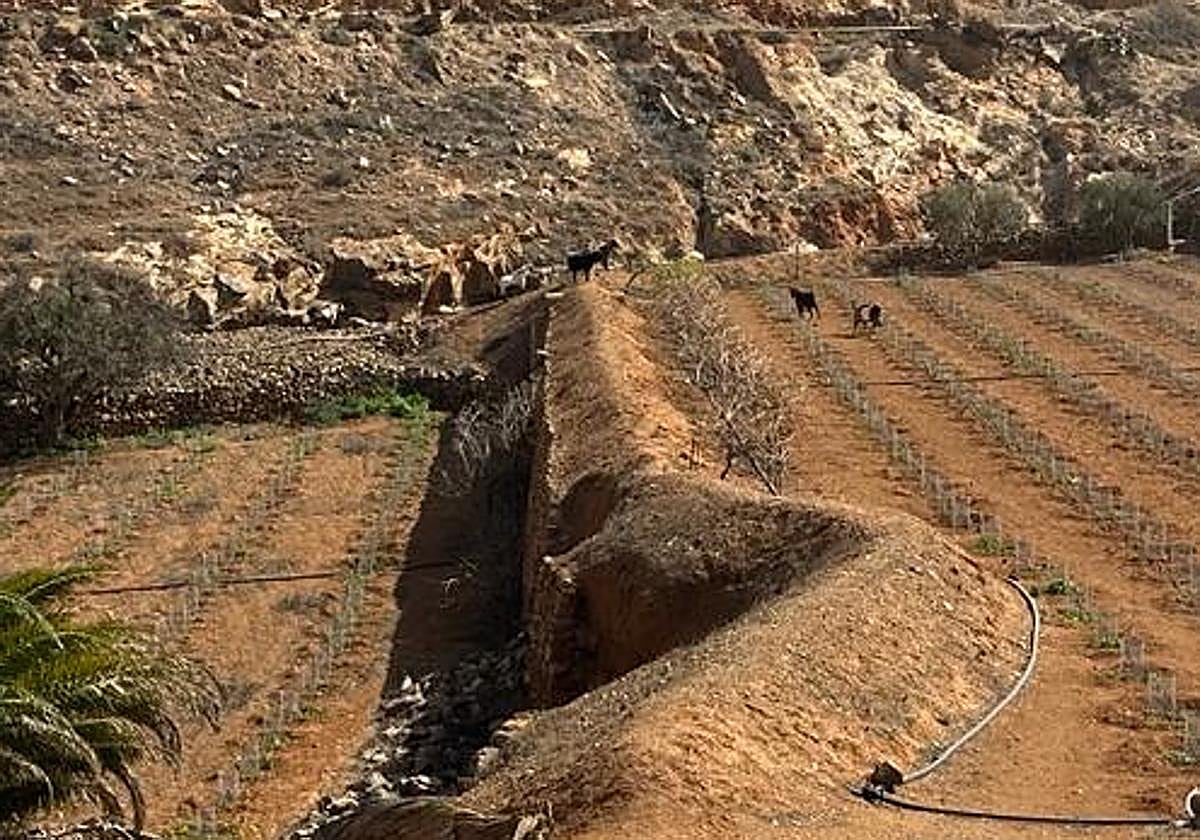 Cuatro de las quince cabras incontroladas 'merendándose' las parras de El Majuelo, en Valle de Santa Inés.