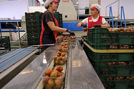 Imagen de unas trabajadoras de la empresa canaria Fresh Tom Export, de Ingenio.