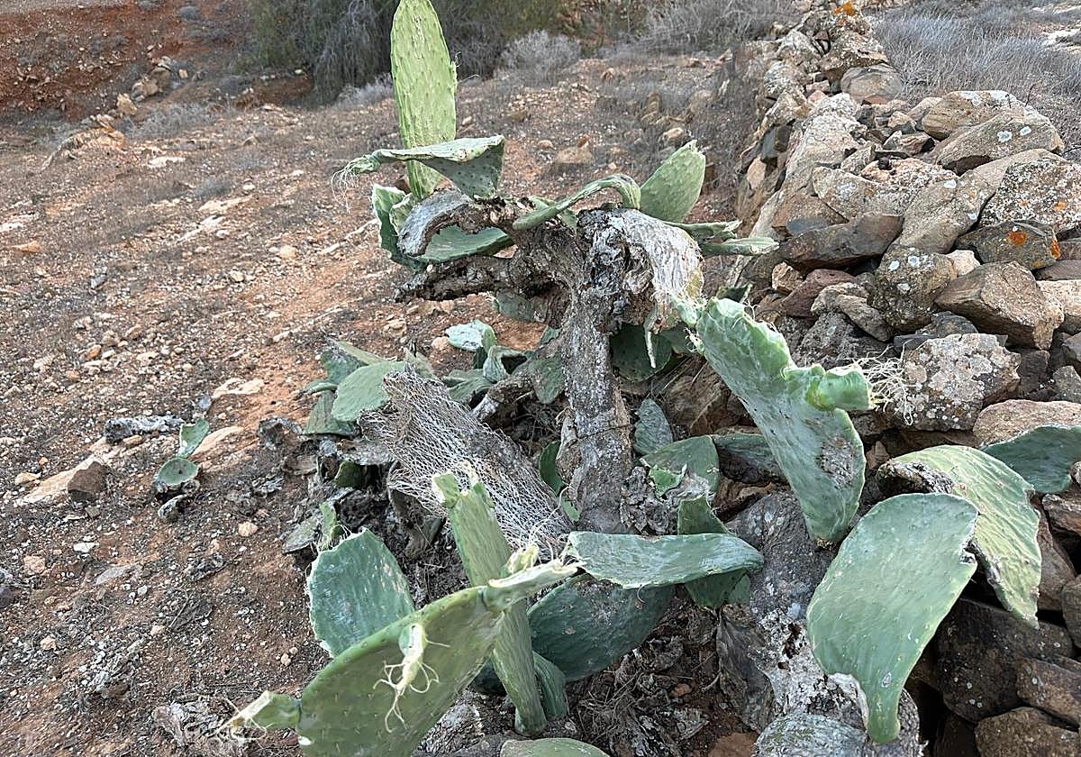 Pencas de tunera mordidas por el ganado incontrolado.