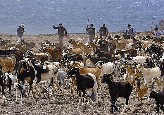 Foto de archivo de una apañada en el Llano de Sombrero, cerca de Ajuy.