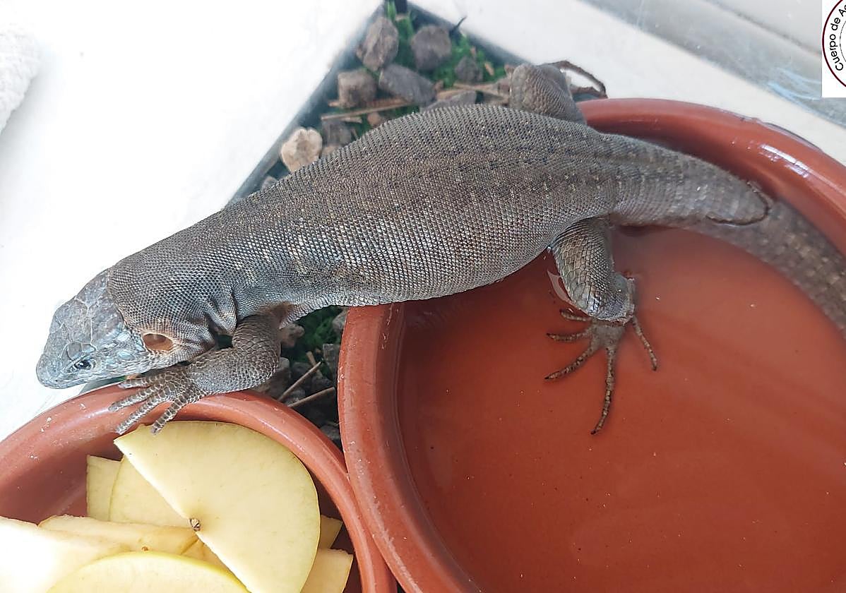 El lagarto, ya en el estación biológica de La Oliva, que es propiedad del Cabildo de Fuerteventura.