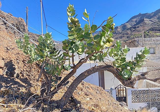 Originaria del Sáhara, esta especie alcanza en las islas los dos metros de altura.
