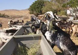 Ganado comiendo en la granja Las Margaritas, en los Llanos de la Concepción, en el municipio de Puerto del Rosario.