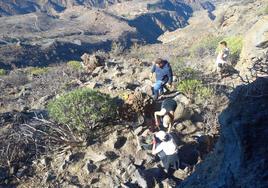 Trabajos de investigación en el entorno del Roque Bentayga, en las cumbres de Gran Canaria.
