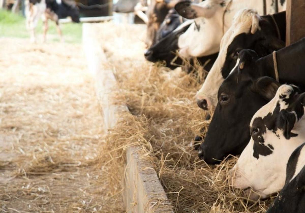 Cómo reducir el consumo de agua de la ganadería