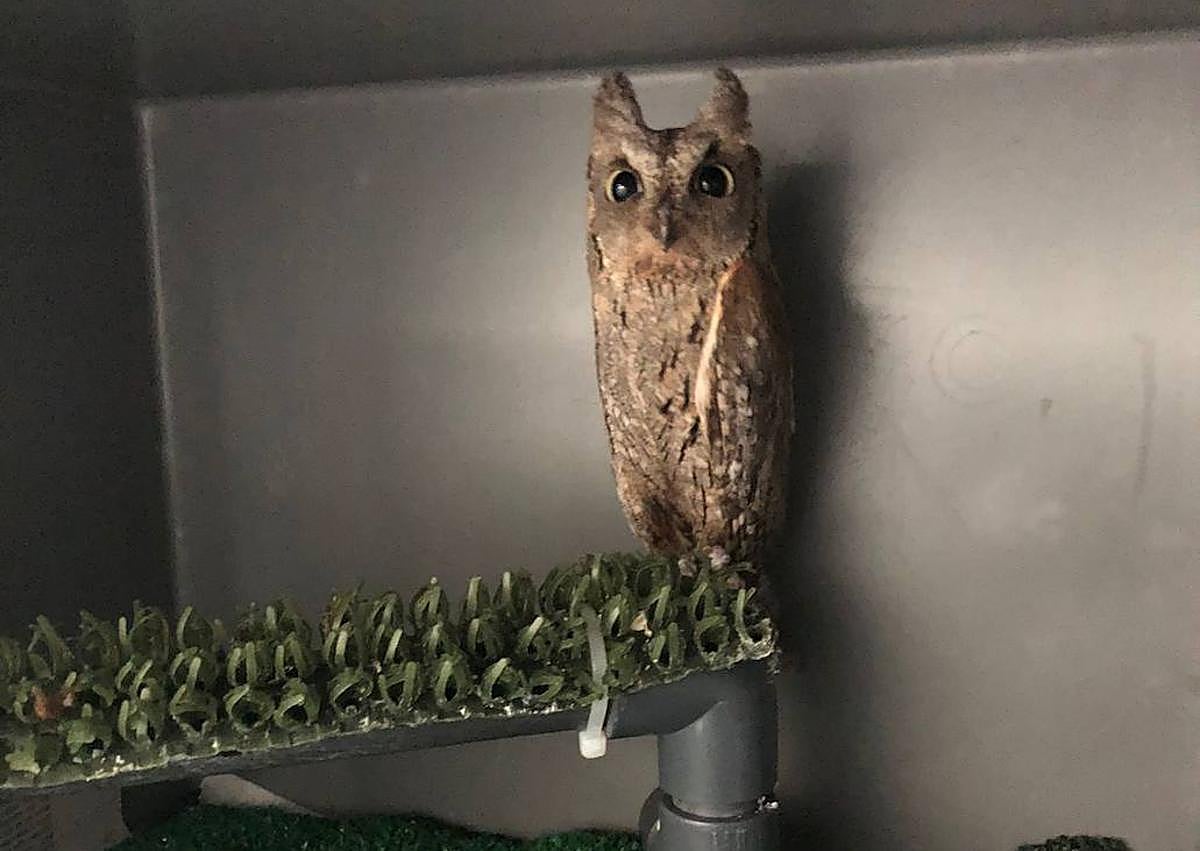 Imagen secundaria 1 - Pino Marín entrega el autillo a Isabel Gallarosa. En las otras fotos, el ave en Madrid y en Gran Canaria