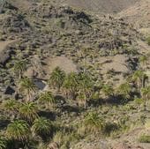 Palmeral en la Reserva Natural Especial de Guguy.