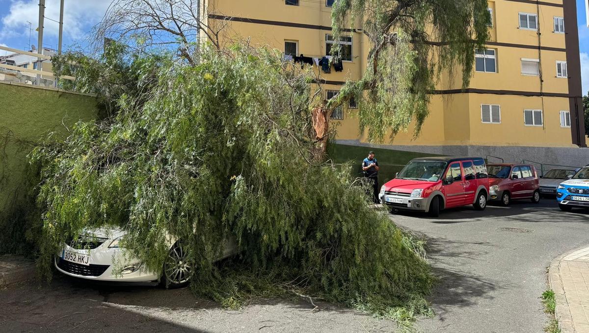 Cae un árbol por el viento y aplasta un vehículo en Las Rehoyas