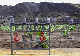 Más de dos años y medio después de la erupción del volcán Tajogaite, algunas de las fincas sepultadas por la lava han sido replantadas con plataneras sobre la colada en el municipio de Tazacorte, en La Palma.