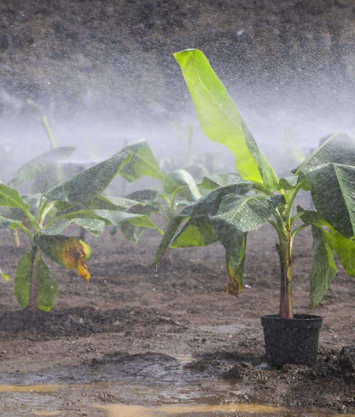 Imagen secundaria 2 - Sembradas las primeras fincas de plátanos sobre las coladas del volcán Tajogaite