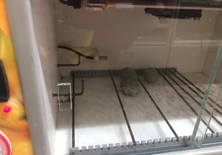 Imagen de los huevos en el interior de la incubadora.