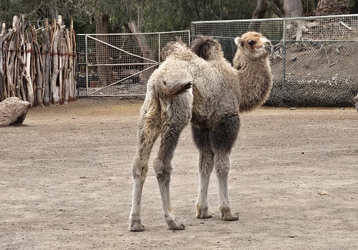 'Paca', la nueva cría de camello bactriano del Oasis Wildlife.