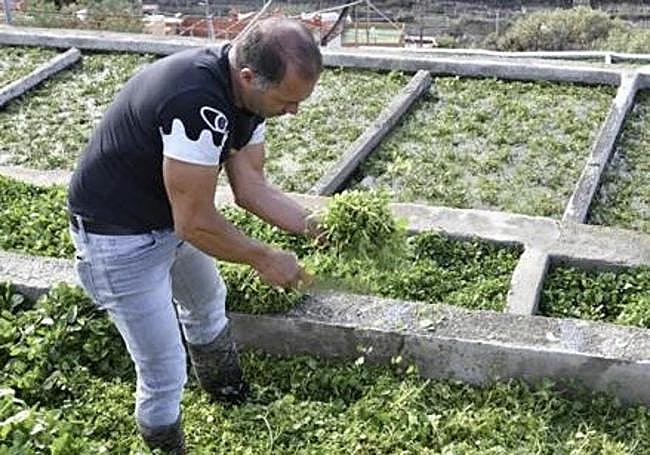 Las berreras de La Solana.