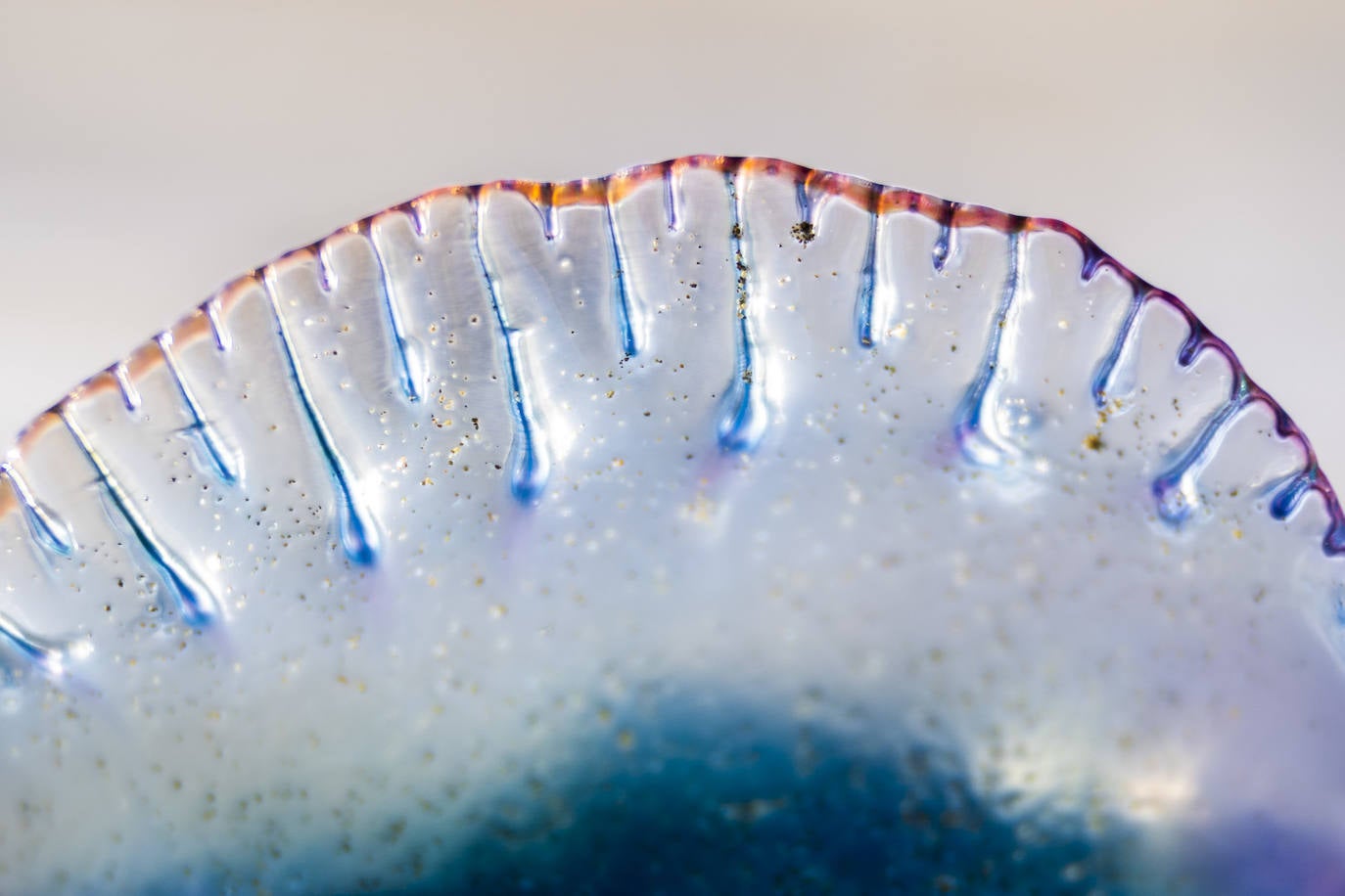 Una exposición itinerante sobre Las Canteras nos invita a descubrir su fondo marino