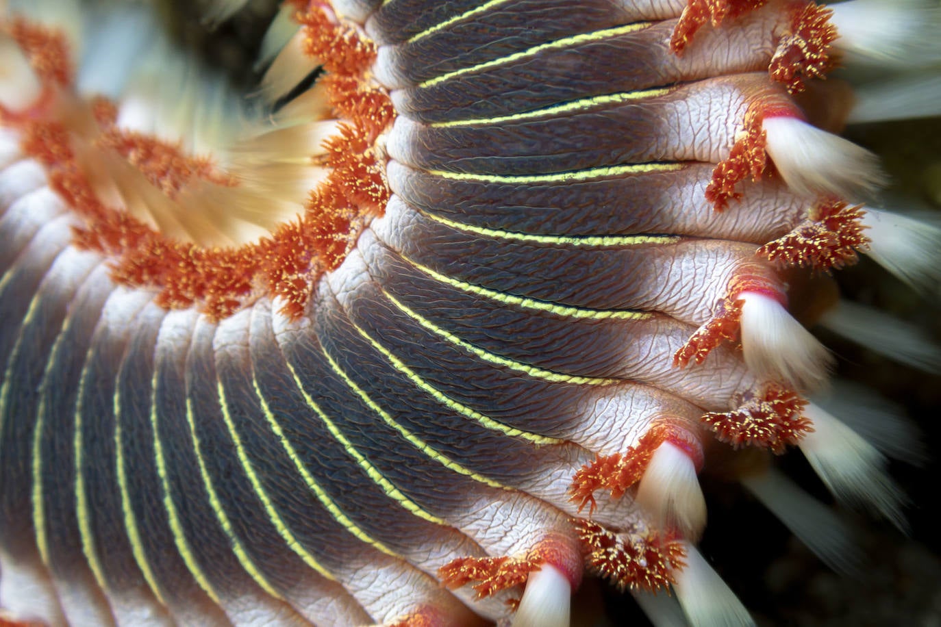 Una exposición itinerante sobre Las Canteras nos invita a descubrir su fondo marino