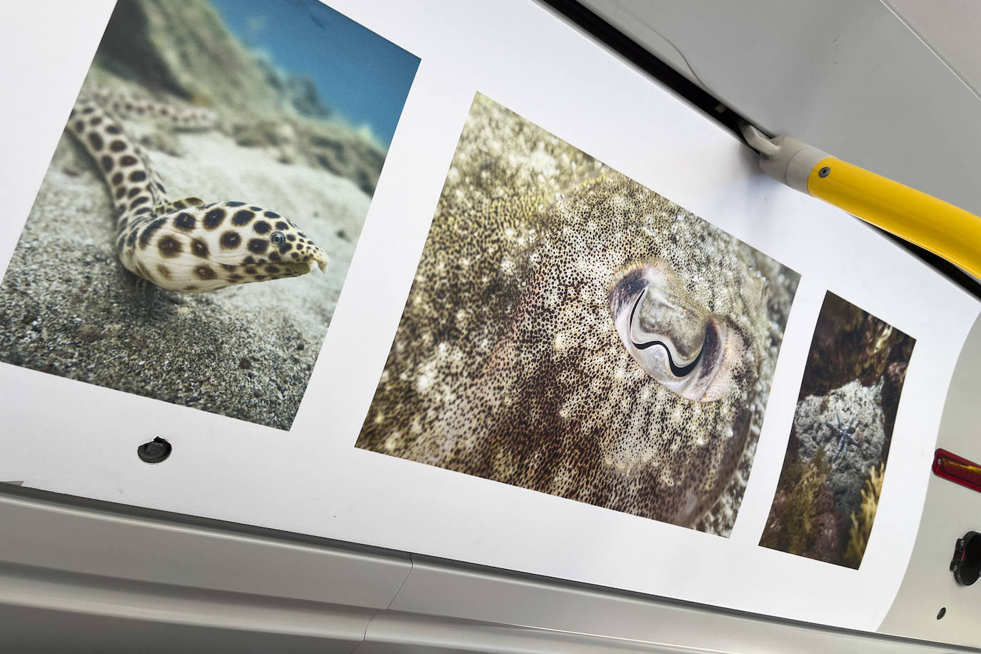 Una exposición itinerante sobre Las Canteras nos invita a descubrir su fondo marino