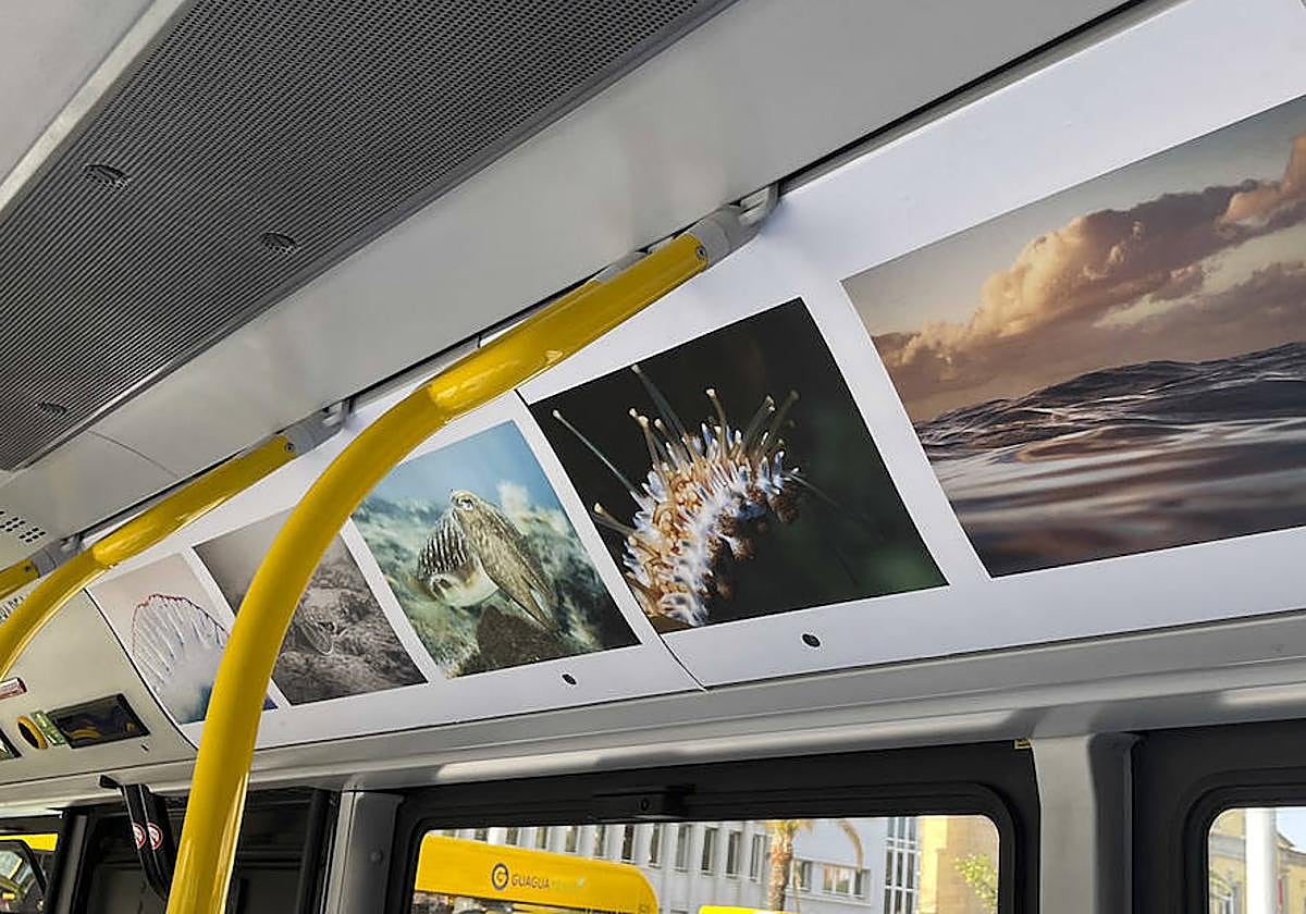 Viaje en guagua al mundo submarino de Las Canteras