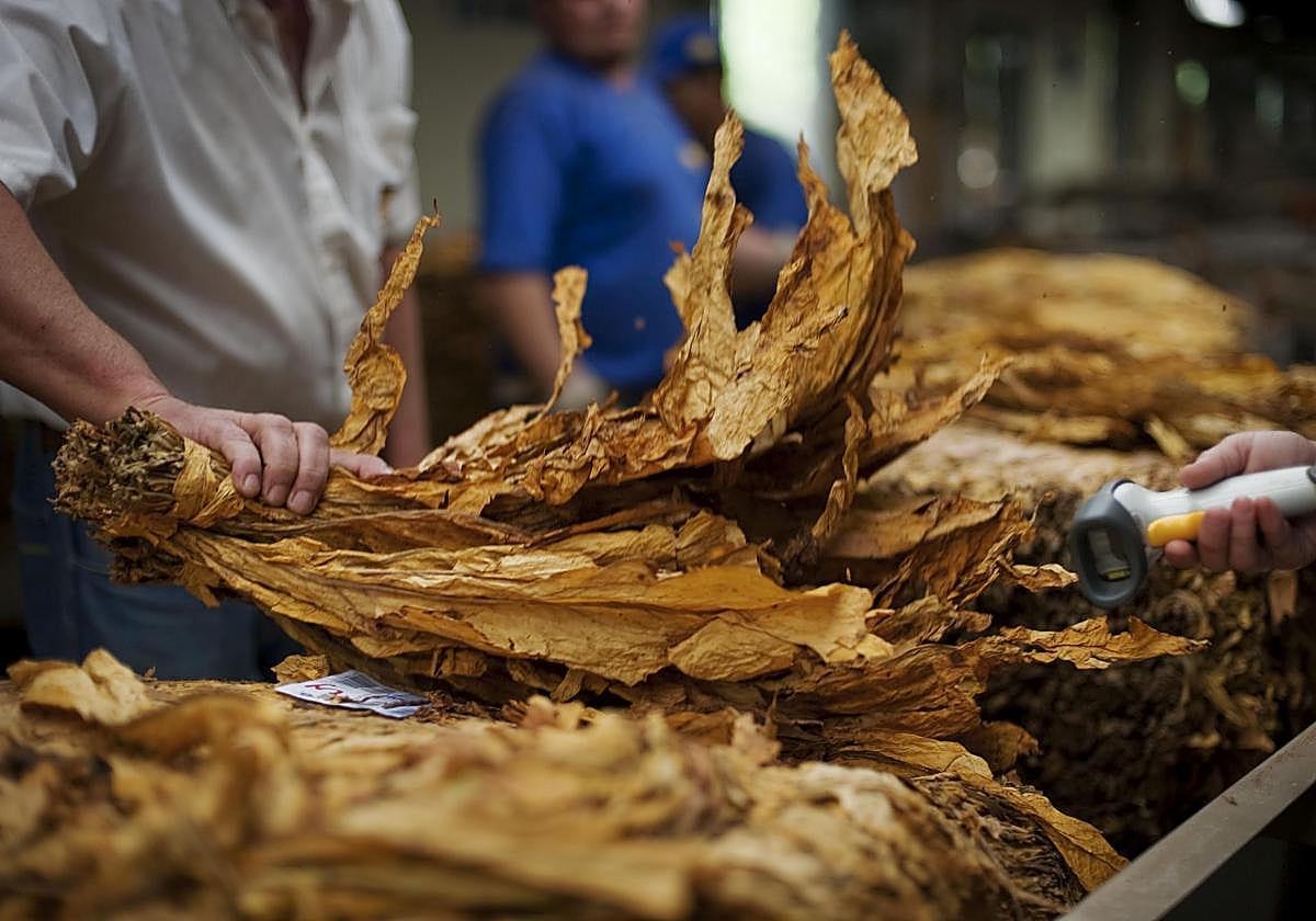 Imagen de archivo de una de las fábricas de la industria tabaquera en las islas.