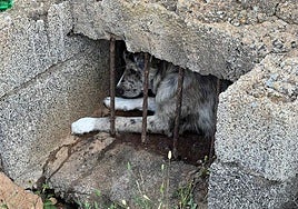 Rescatan un perro atrapado en un aljibe en Arrecife