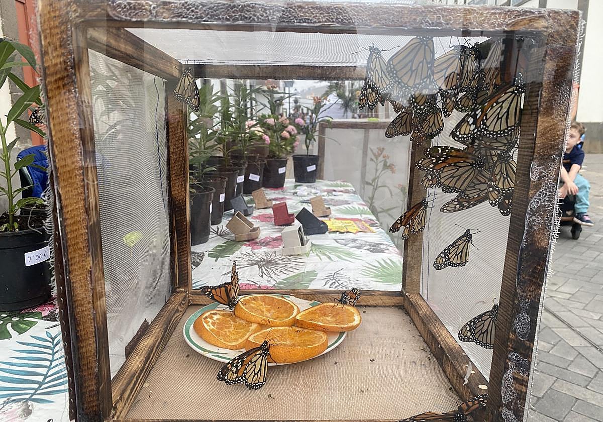 Imagen de archivo de la celebración de 'Moya en Flor' el pasado año.