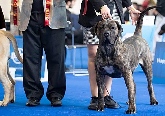 La conejera Covadonga se proclama Campeona del Mundo en Croacia