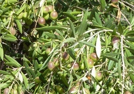 Aceitunas en las ramas de un olivo de Gran Canaria.