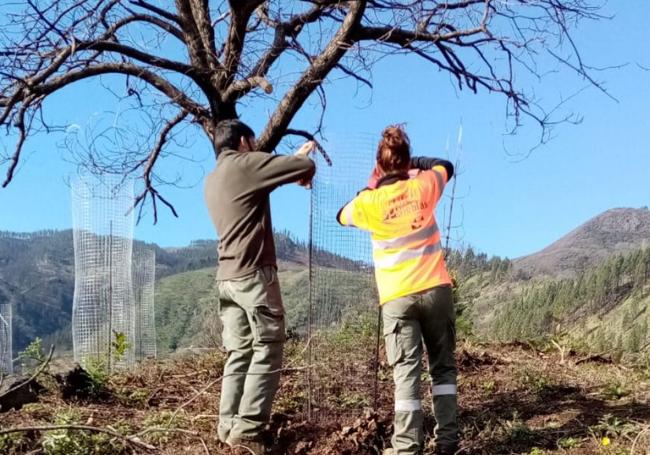 Operarios de Gesplan colocando captanieblas individuales para proteger las plantas.