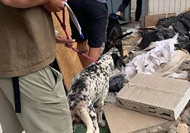 Rescatan en Arrecife a dos perros en condiciones deplorables