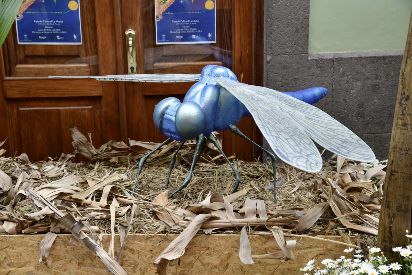 Arucas ya presume de piedra y flor
