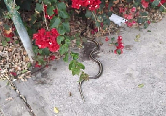 Imagen de la serpiente tomada por los vecinos en los jardines de Reina Mercedes.