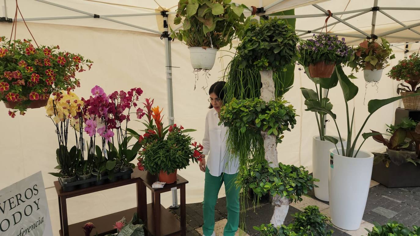 Las flores llenan la Plaza de Santo Domingo
