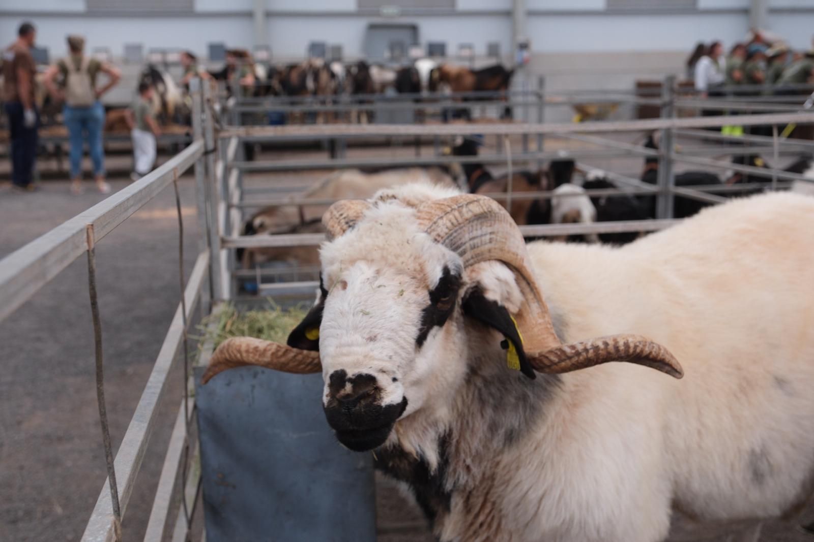 La inauguración de Feaga 2024, en imágenes