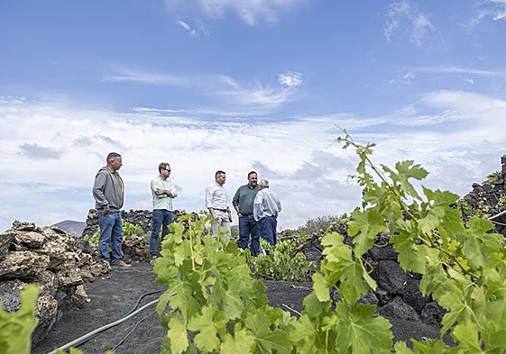 Visita del Cabildo a la finca de Luis Fuentes, adherido al programa Salvar La Geria.