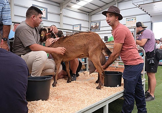 El ganadero Juan Pedro Hernández Ramos, de Betancuria, volvió a ganar el concuso de ordeño manual.